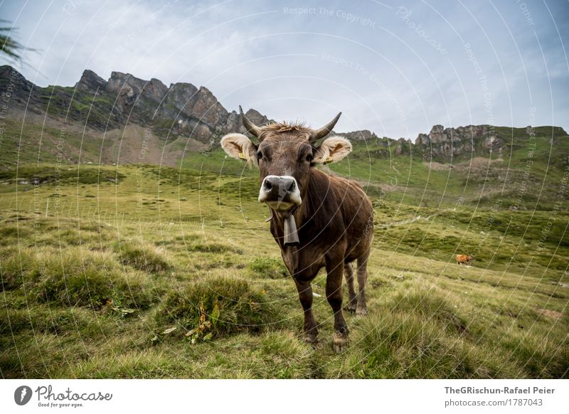Kuh Tier Nutztier 1 blau braun grün Glocke Horn Nase Neugier Außenaufnahme Fressen Weide Berge u. Gebirge Milch Ohr Schweiz Glück Farbfoto Textfreiraum oben Tag