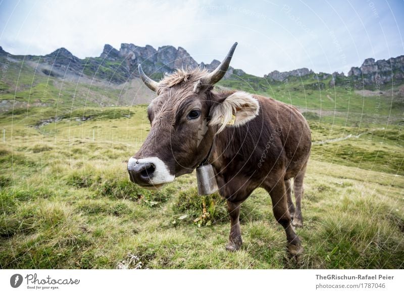 KUH III Tier Nutztier Kuh 1 braun grün schwarz weiß Glocke Horn Nase Neugier Milch Berge u. Gebirge Aussicht Weide Fressen Farbfoto Außenaufnahme Menschenleer