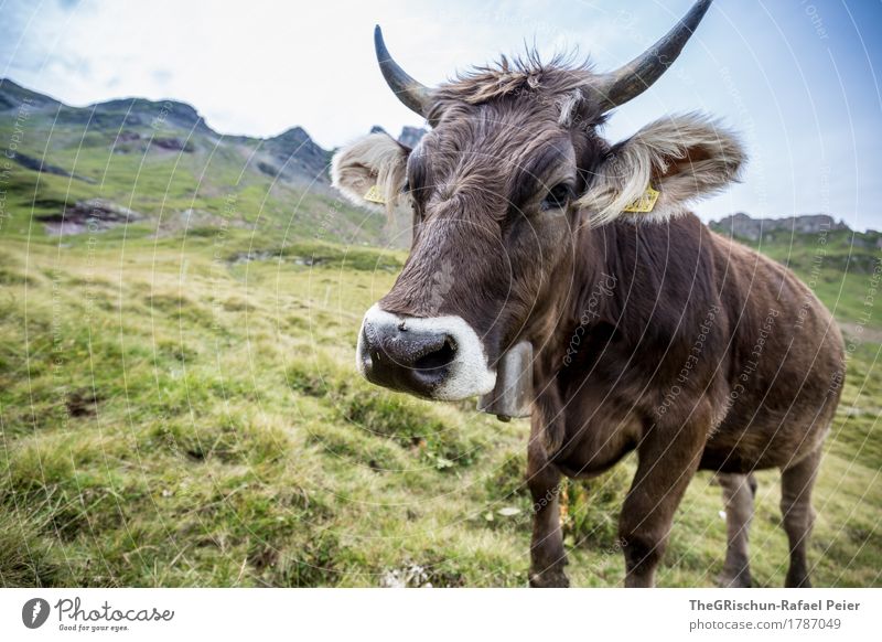 Schweizer Kuh Tier Nutztier 1 braun grün schwarz weiß Horn Alpen Weide Glück Gras Fressen Glocke Ohr Nasenloch niedlich Fell Milch Heu Berge u. Gebirge