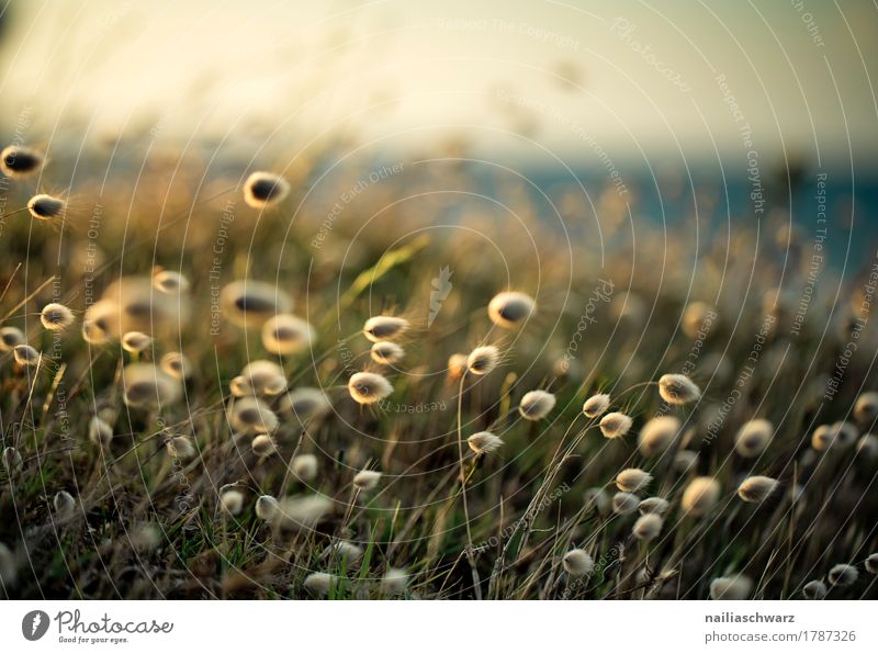 Strandpflanzen Sommer Umwelt Natur Landschaft Pflanze Sand Sonnenaufgang Sonnenuntergang Sonnenlicht Schönes Wetter Gras Wildpflanze Wollgräser Eriophorum Küste