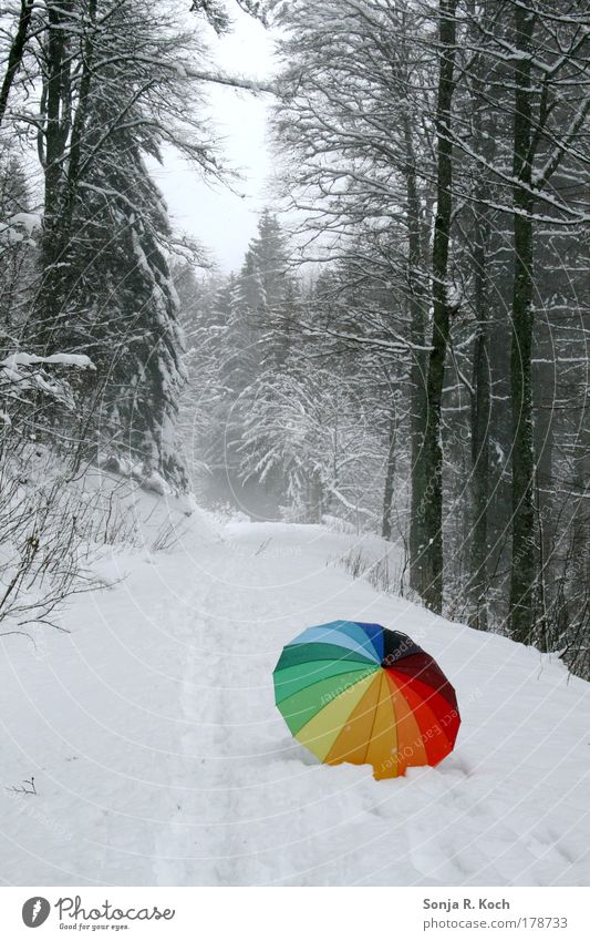 Schneeschirm Farbfoto Außenaufnahme Menschenleer Tag Zentralperspektive Ausflug Winter Winterurlaub wandern Landschaft Baum Wald Regenschirm Stimmung Freude