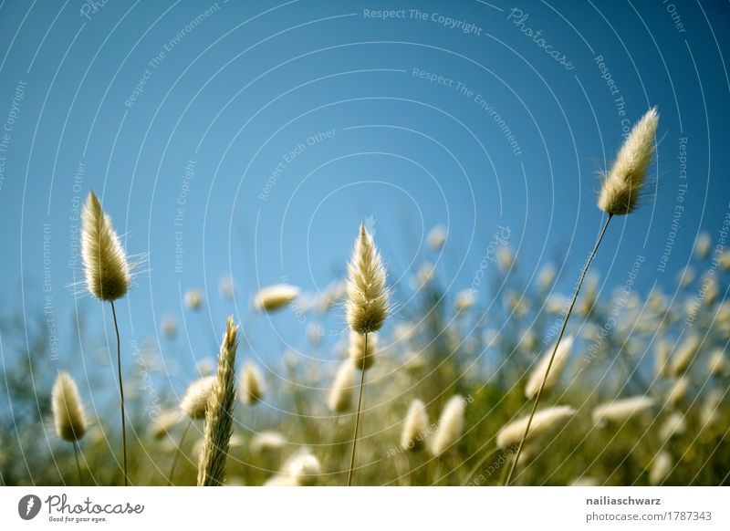 Gras am See Sommer Strand Umwelt Natur Sand Schönes Wetter Pflanze Sträucher Grünpflanze Meer Blühend verblüht Wachstum einfach schön natürlich weich blau grün