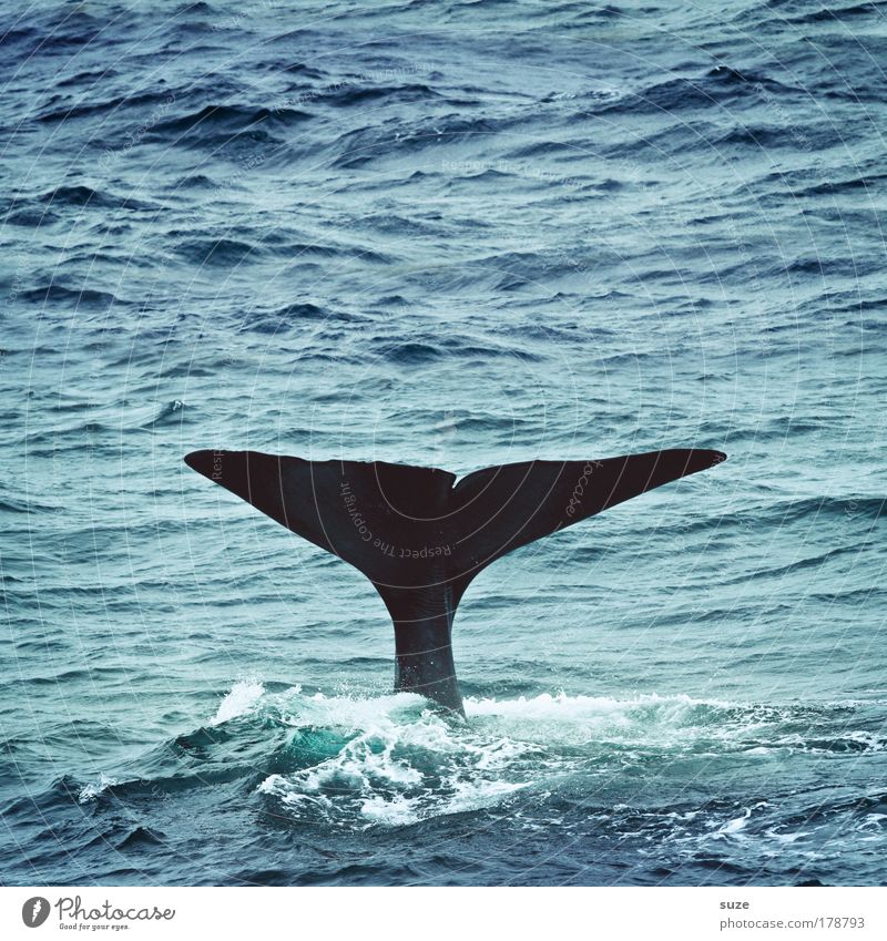 Moby Dick Umwelt Natur Pflanze Tier Klima Wellen Meer Wildtier Wal Pottwal Flosse Schwanzflosse 1 tauchen außergewöhnlich blau Freiheit Zukunft Tierschutz