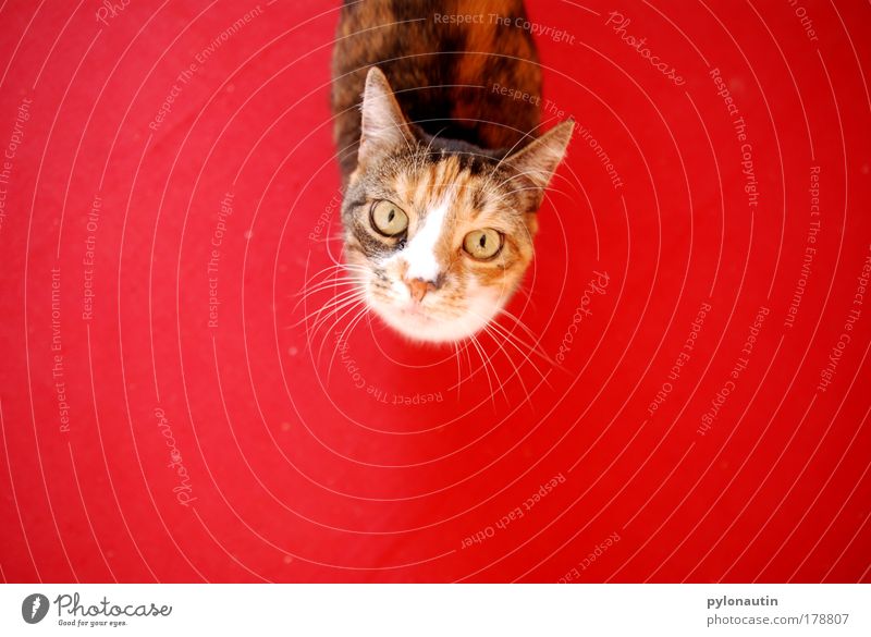 Red Cat Katze rot Teppich Auge Tier Vogelperspektive Schnurrhaar Hauskatze Ohr Fell Haustier Miau