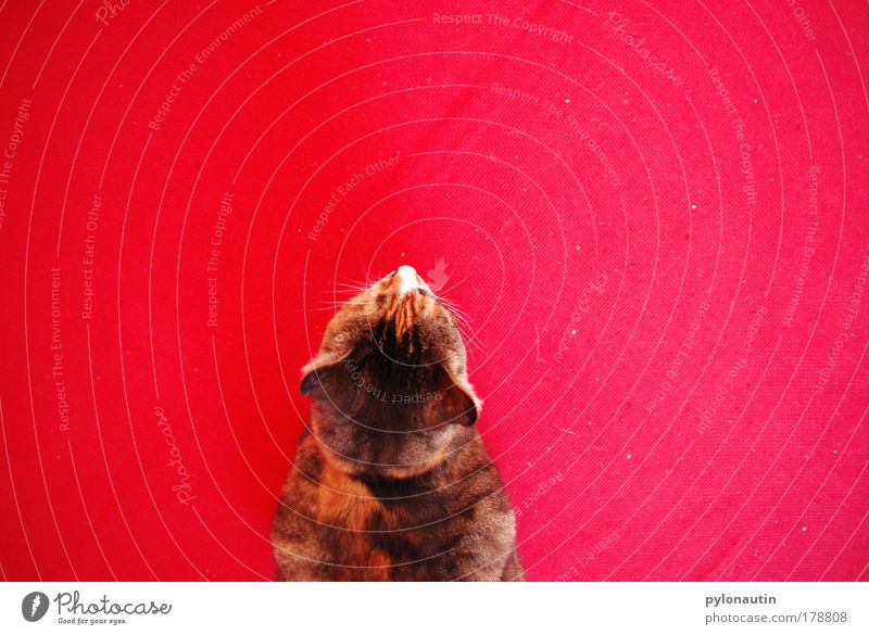 Red Cat II Katze rot Teppich Tier Vogelperspektive Schnurrhaar Hauskatze Ohr Fell Haustier Miau