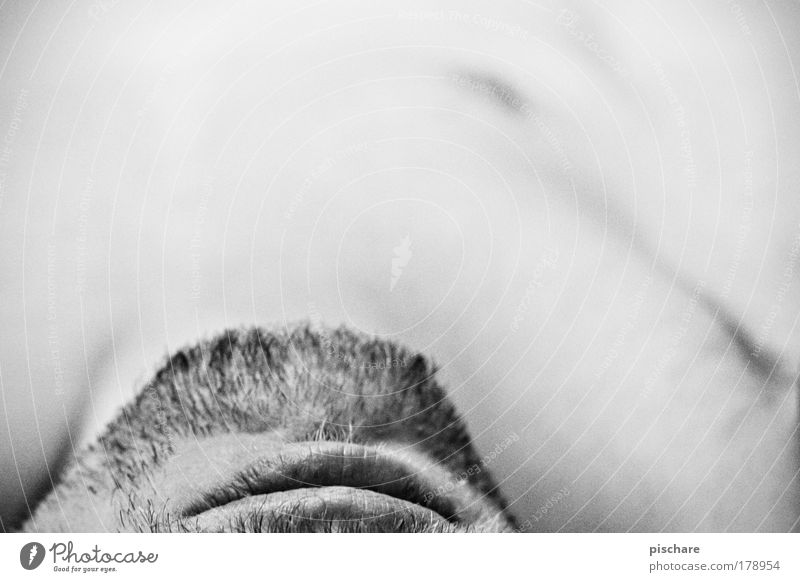 gesicht vs. textfreiraum Schwarzweißfoto Detailaufnahme Textfreiraum oben Kontrast Schwache Tiefenschärfe Körper Haut Mensch maskulin Mann Erwachsene Mund