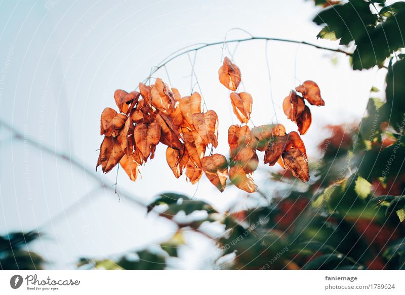 lampions Umwelt Natur Pflanze Himmel Schönes Wetter ästhetisch Herbst herbstlich Lampion orange Zweig Zweige u. Äste Schmuck Südfrankreich Provence Blatt