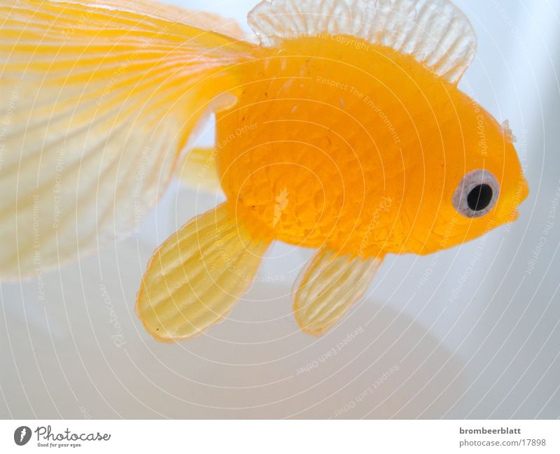 Gummifisch Spielzeug Fisch orange Nahaufnahme