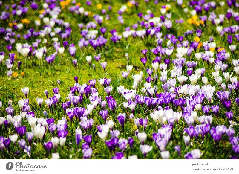 Glöckchen eine Wiese Pflanze Frühling Blume ästhetisch authentisch frisch schön unten Wärme Fröhlichkeit Frühlingsgefühle Inspiration abstrakt Sonnenlicht