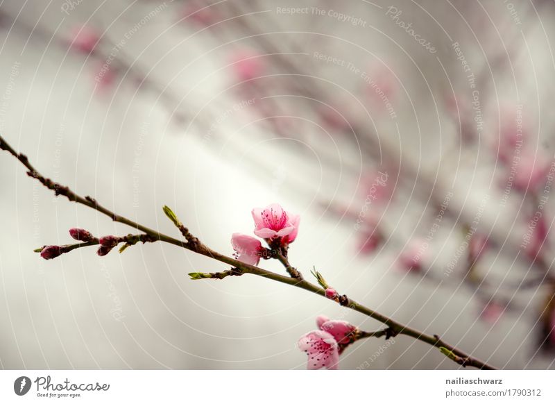 Kirschbaum im Frühling Umwelt Natur Pflanze Baum Blume Blüte Nutzpflanze Blühend Duft springen Wachstum natürlich braun rosa Stimmung Frühlingsgefühle friedlich