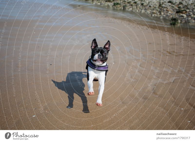Boston Terrier am Strand Ferien & Urlaub & Reisen Natur Landschaft Sand Küste ocean Atlantik Tier Haustier Hund genießen rennen Fröhlichkeit Gesundheit