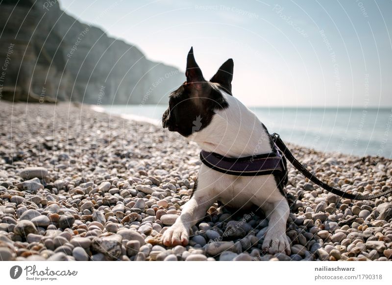 Boston Terrier am Strand Ferien & Urlaub & Reisen Umwelt Natur Sand Horizont Schönes Wetter Küste Seeufer Bucht Meer Atlantik Tier Haustier Hund boston Terrier