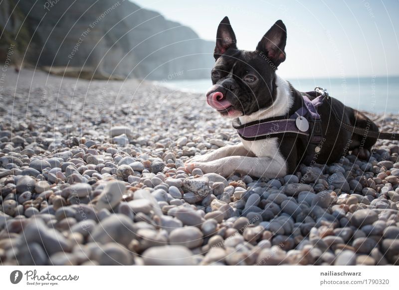 Boston Terrier am Strand Ferien & Urlaub & Reisen Umwelt Natur Landschaft Schönes Wetter Felsen Küste Seeufer Fjord Meer Atlantik Europa Frankreich Normandie