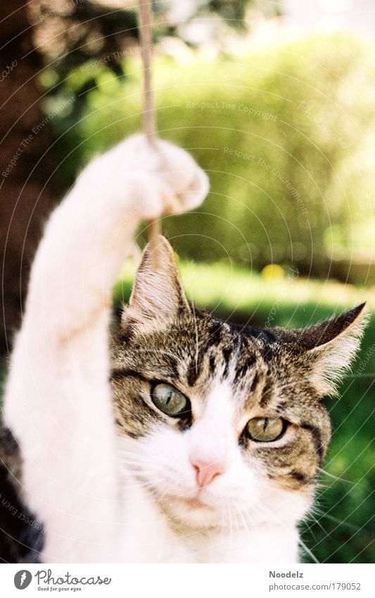 Cat Hangover Farbfoto Außenaufnahme Tag Tierporträt Blick in die Kamera Haustier Katze Tiergesicht Pfote 1 fangen festhalten hängen frech braun gelb grün