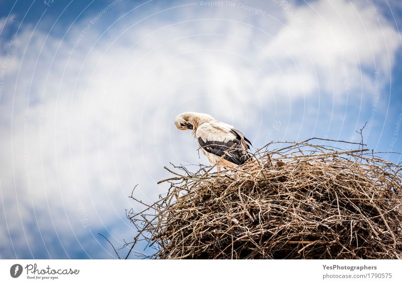 Weißer Storch gegen blauen Himmel Wolken Gewitterwolken Sommer Tier Wildtier Vogel 1 lang wild Tiere Hintergrund Schnabel wunderschön Vogelfotografie