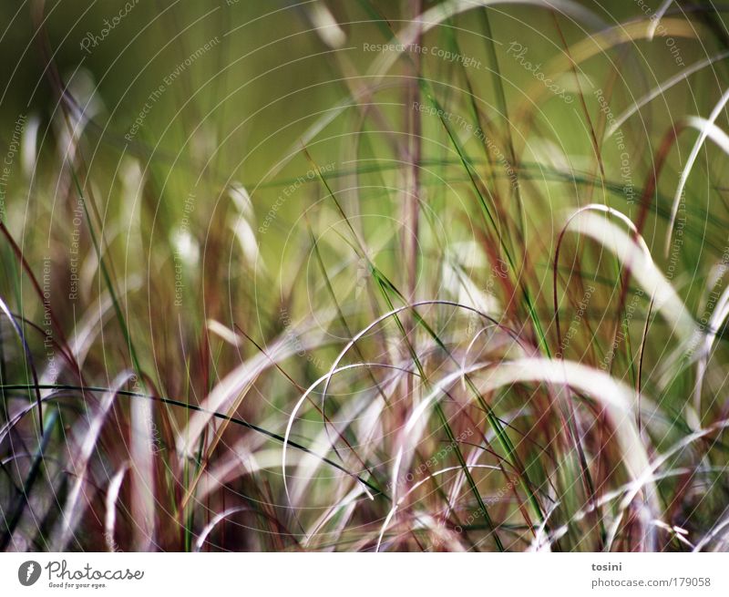 Durcheinander Farbfoto Außenaufnahme Makroaufnahme Textfreiraum oben Kontrast Unschärfe Schwache Tiefenschärfe Umwelt Natur Pflanze Gras Farn Grünpflanze