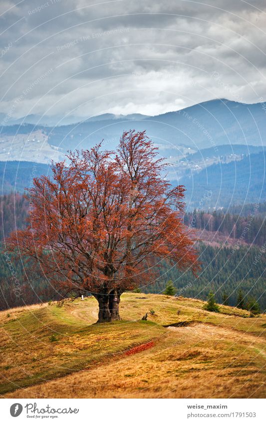 Einsamer Baum in den Herbstbergen schön Ferien & Urlaub & Reisen Tourismus Ausflug Berge u. Gebirge Umwelt Natur Landschaft Himmel Wolken Gewitterwolken