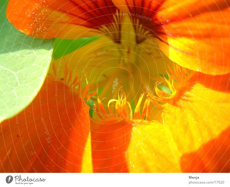 Kapuziner Blume Blüte grün orange Sonne