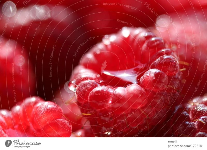 jetzt regnet's Himbeeren Farbfoto Außenaufnahme Nahaufnahme Detailaufnahme Makroaufnahme Schwache Tiefenschärfe Frucht Ernährung Bioprodukte