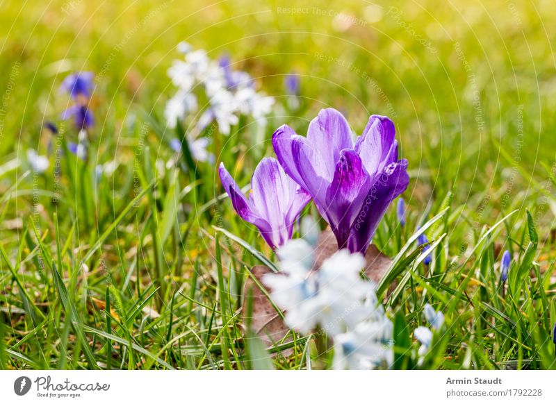 Frühling Lifestyle Leben harmonisch Ostern Natur Pflanze Blume Gras Wiese Blühend Wachstum Freundlichkeit frisch positiv saftig grün Stimmung Lebensfreude