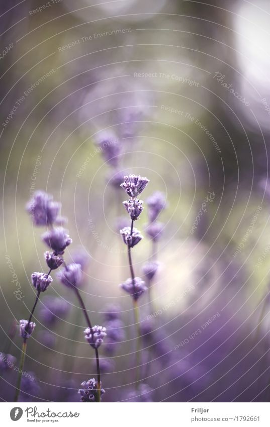 Lavandula Pflanze Blume Blüte Wildpflanze violett Lavendel Makroaufnahme Farbfoto Außenaufnahme Menschenleer Tag Unschärfe Schwache Tiefenschärfe