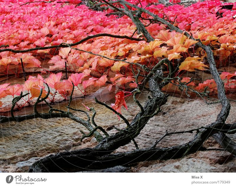 Herbst Farbfoto mehrfarbig Außenaufnahme Nahaufnahme Detailaufnahme Menschenleer Tag Froschperspektive Natur Pflanze Baum Sträucher Blatt Grünpflanze Garten