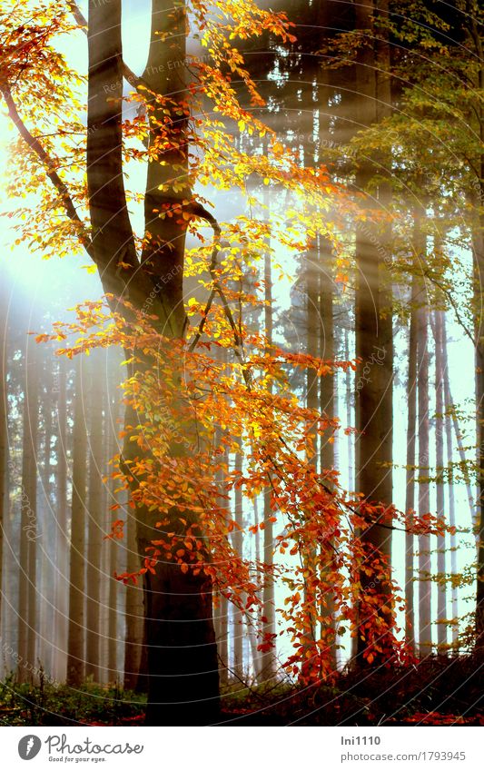 Sonnenstrahlen im bunten Herbstwald Pflanze Sonnenlicht Schönes Wetter Nebel Baum Blatt Buchenwald Wald natürlich blau gelb grau orange rot schwarz weiß Farbe