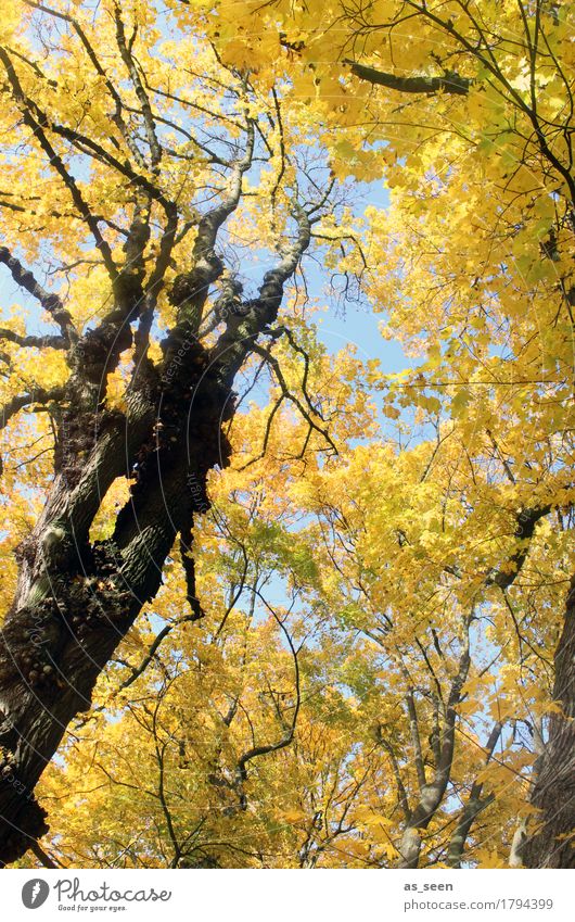 Bäume im Herbst Wellness harmonisch wandern Oktoberfest Erntedankfest Umwelt Natur Landschaft Pflanze Klima Schönes Wetter Baum Blatt Ahorn Herbstlaub Ast Park