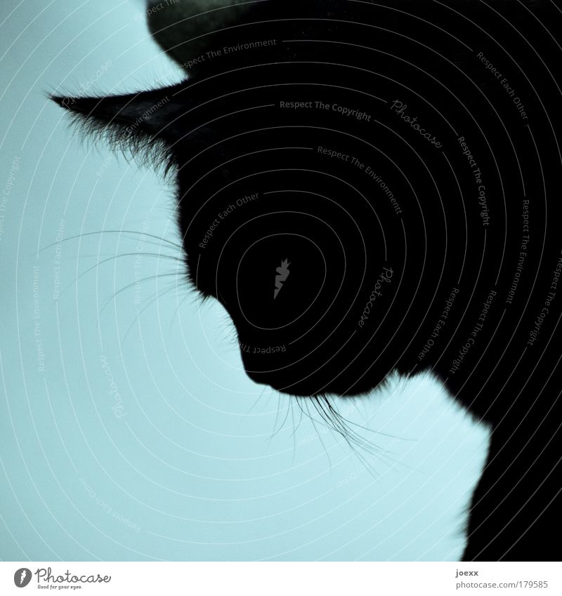 Hab ich … Farbfoto Innenaufnahme Textfreiraum unten Licht Silhouette Tierporträt Blick nach unten Haustier Katze 1 schön blau Tierliebe Gelassenheit geduldig