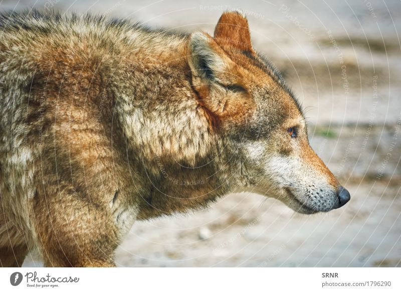 Wolf Wildtier Tier Natur Ein Lizenzfreies Stock Foto Von Photocase