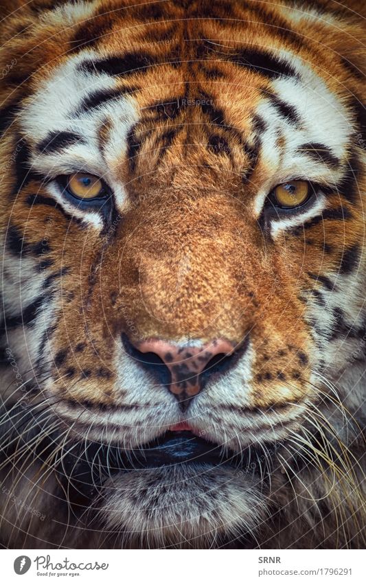 Porträt von Tiger Tier Wildtier Katze 1 wild Kraft gefährlich Tierwelt panthera tigris Dschungeltier angriffslustig staunen Biest Bengaltiger Raubkatze