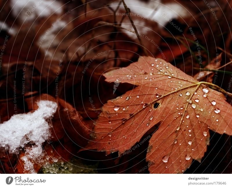 Herbsttyp Farbfoto Nahaufnahme Detailaufnahme Menschenleer Textfreiraum links Textfreiraum oben Schwache Tiefenschärfe Natur Pflanze Wasser Wassertropfen Eis