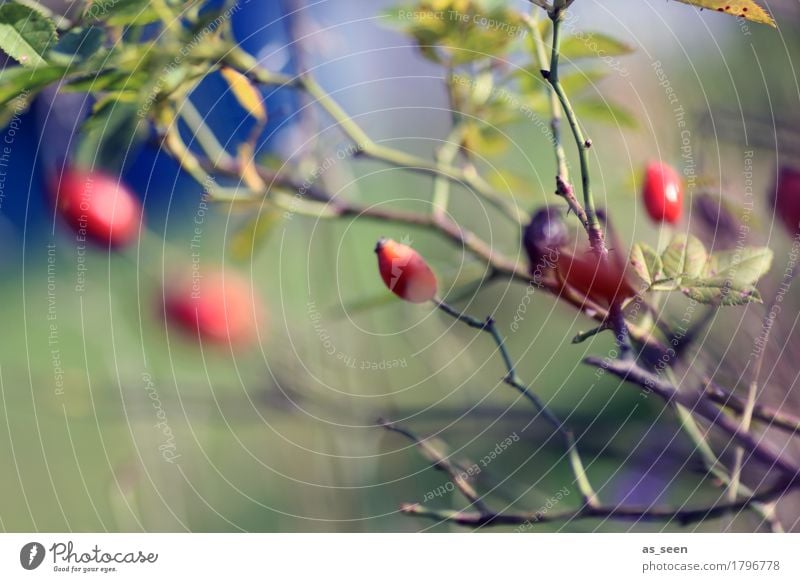 Hagebutten im Wind Marmelade harmonisch Zufriedenheit Sinnesorgane wandern Garten Oktoberfest Erntedankfest Umwelt Natur Pflanze Luft Herbst Wetter Sträucher