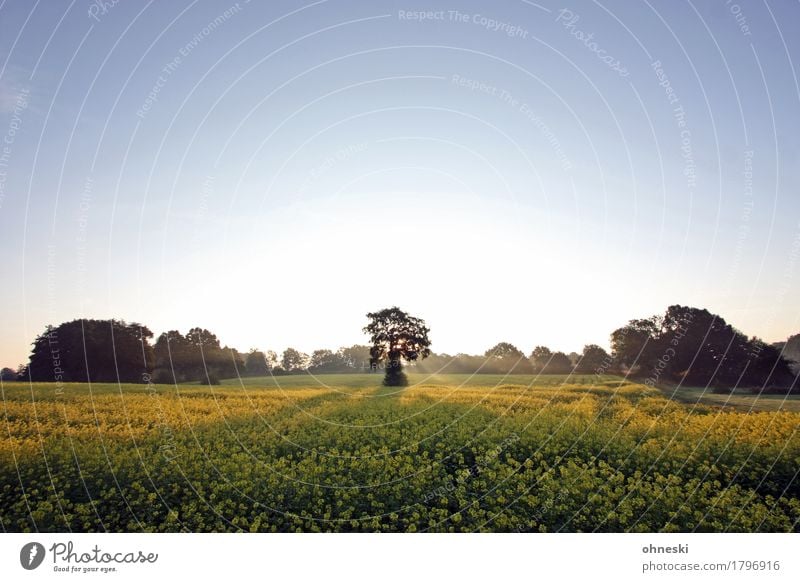 Morgens Natur Landschaft Wolkenloser Himmel Herbst Schönes Wetter Baum Feld Wald Zufriedenheit Lebensfreude friedlich trösten ruhig Glaube träumen Trauer