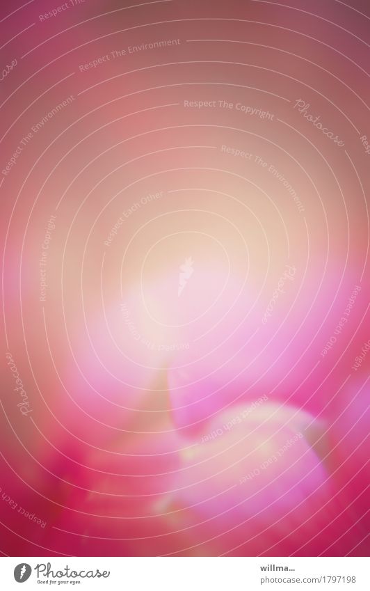 Blütenaquarell, Design Altersbukett rosé Blütenblatt Blume Duft weich rosa Aquarell verträumt zart Meditation sanft Experiment Unschärfe Bokeh unscharf