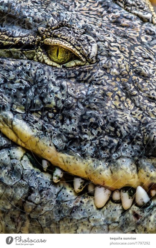 Kroko I Tier Wildtier Zoo Reptil Krokodil Alligator Kaiman 1 Auge Gebiss Fressen Lächeln lachen böse Erwartung Farbfoto Gedeckte Farben Porträt Tierporträt