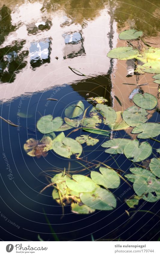 upside down Farbfoto Außenaufnahme Experiment Muster Menschenleer Textfreiraum unten Tag Reflexion & Spiegelung Unschärfe Natur Sommer Schönes Wetter Pflanze