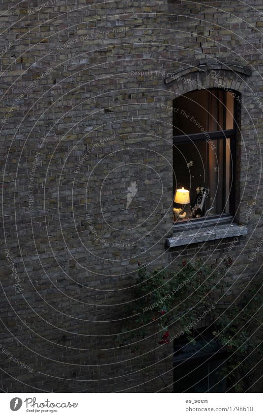 Fenster zum Hof Häusliches Leben Wohnung Haus Umzug (Wohnungswechsel) einrichten Lampe Stadt Mauer Wand Teddybär Lampenschirm leuchten authentisch dunkel hell