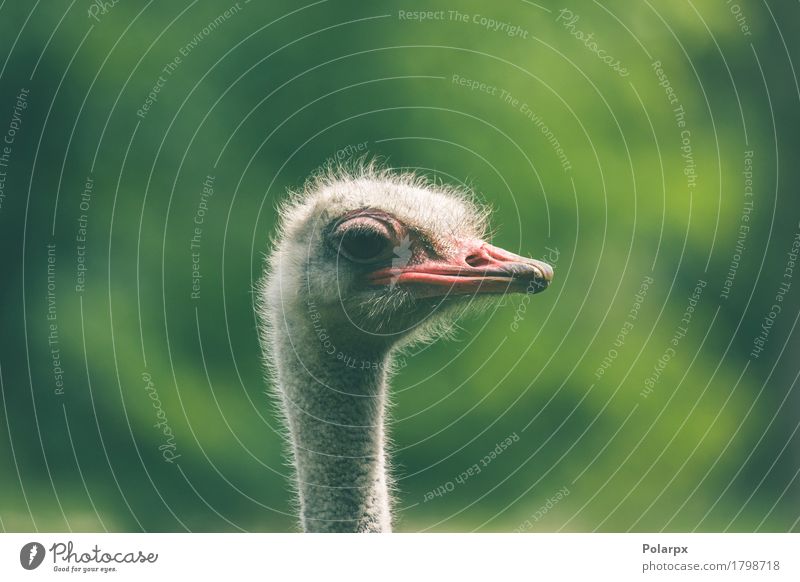 Strauß Headshot auf grünem Hintergrund Gesicht Spielen Ferien & Urlaub & Reisen Safari Zoo Natur Pflanze Tier Gras Park Vogel groß lang natürlich wild weiß
