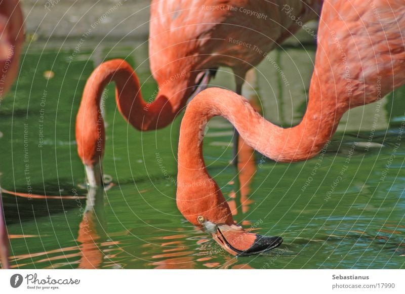 trinkende Flamingos rosa Vogel langer Hals grünes Wasser (bah)