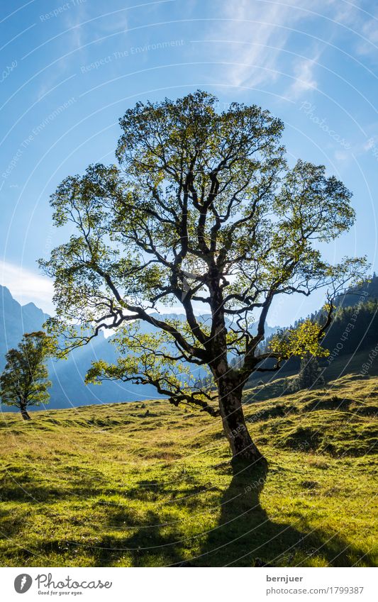Ahorn Umwelt Natur Landschaft Erde Wolken Klima Wetter Schönes Wetter Pflanze Baum ästhetisch blau grün Leben Karwendelgebirge Alpen Bayern Bundesland Tirol