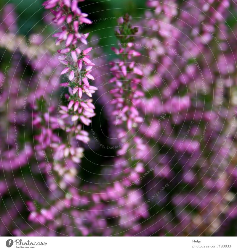 lila Herbst.... Farbfoto Außenaufnahme Nahaufnahme Detailaufnahme Menschenleer Tag Zentralperspektive Natur Pflanze Schönes Wetter Blume Blüte