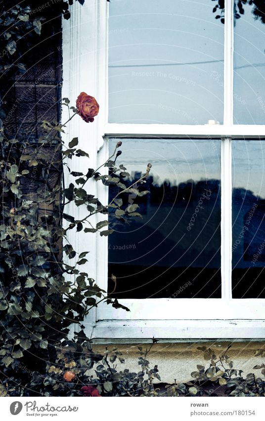 fensterrose Farbfoto Gedeckte Farben Außenaufnahme Menschenleer Tag Haus Einfamilienhaus Traumhaus Bauwerk Gebäude Mauer Wand Fassade Fenster blau rot Romantik
