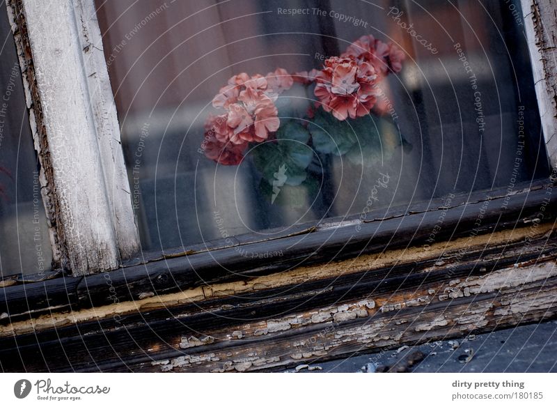 falsche Blumen Farbfoto Außenaufnahme Menschenleer Textfreiraum unten Tag Schatten Kunst Pflanze Rose Blüte Topfpflanze Kunstblume alt künstlich Schaufenster