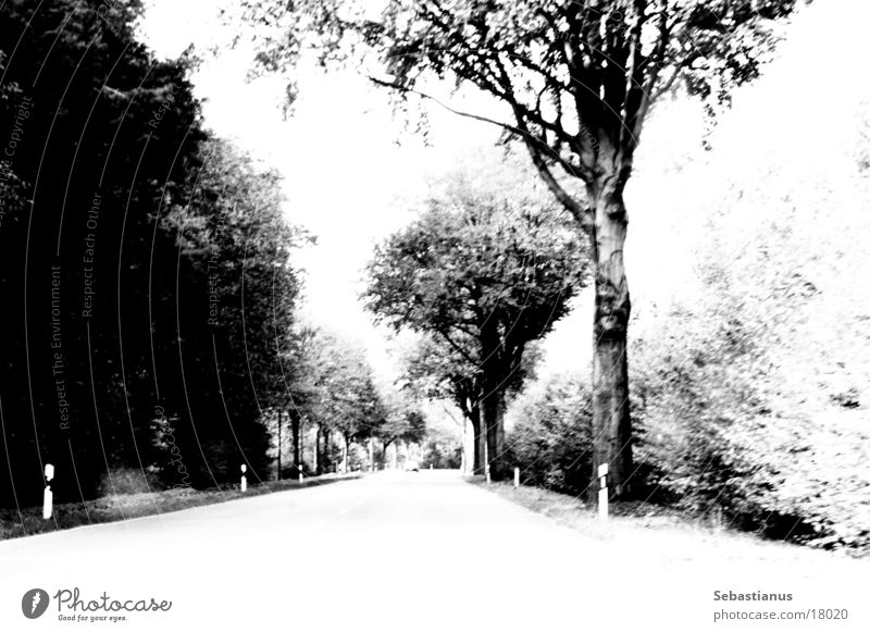 Geradaus, hinter der Kurve kommt Farbe Landstraße Baum Waldrand Niederrhein Schwarzweißfoto