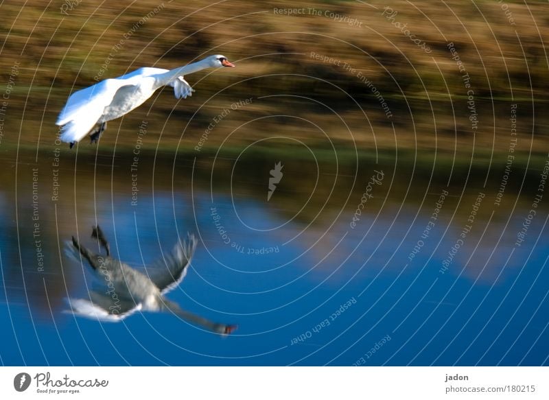 Anflug Außenaufnahme Morgen Reflexion & Spiegelung Tierporträt Schwan Flügel 1 beobachten fliegen fantastisch gigantisch blau Kraft schön ästhetisch Bewegung