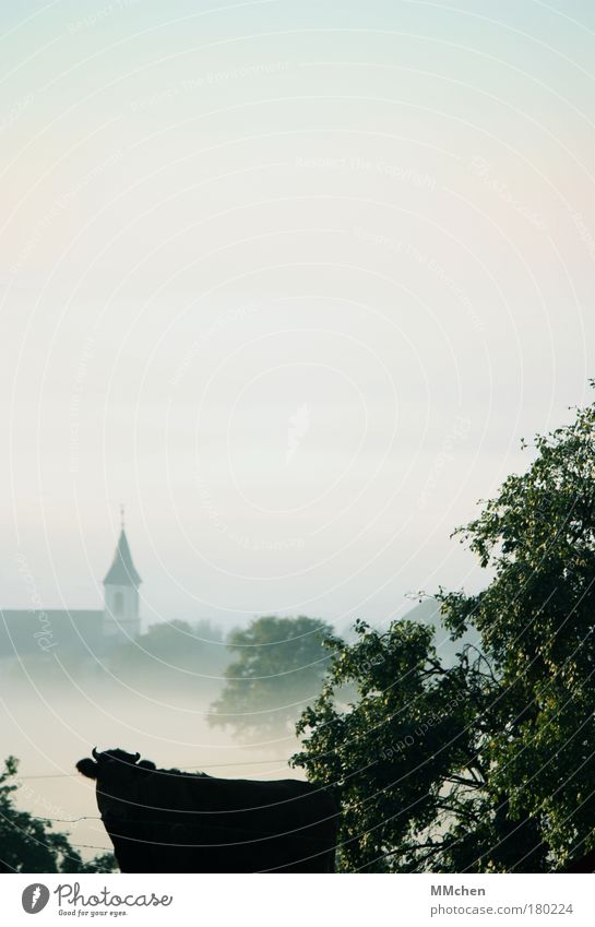Eine Kuh macht muh Farbfoto Außenaufnahme Textfreiraum oben Morgen Umwelt Natur Landschaft Urelemente Herbst Klima Nebel Tier Nutztier 1 beobachten einzigartig