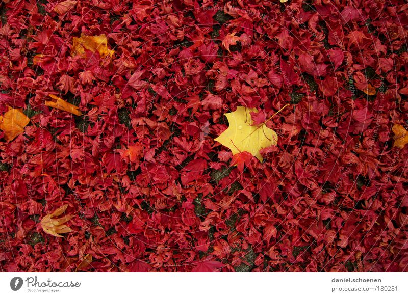 roter Herbst mit bißchen Gelb mehrfarbig Detailaufnahme Makroaufnahme Natur Blatt Park gelb Vergänglichkeit Wandel & Veränderung