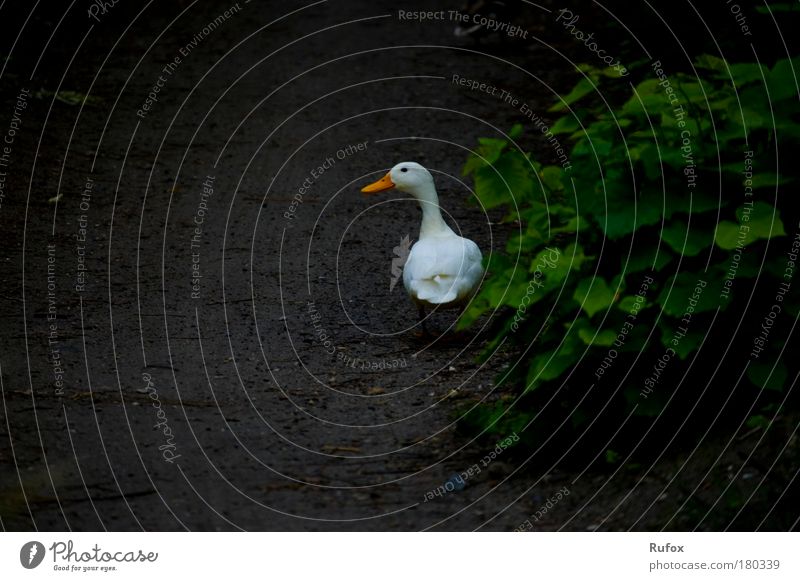 Allein auf der Suche Farbfoto Außenaufnahme Textfreiraum unten Tag Tierporträt Natur Sträucher Wildtier Vogel Gans Ente 1 beobachten wandern Heimweh Angst
