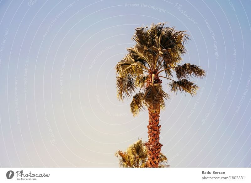 Grüne Palmen auf klarem blauem Himmel exotisch Ferien & Urlaub & Reisen Tourismus Sommer Sonne Strand Insel Umwelt Natur Landschaft Pflanze Baum Blatt Wüste